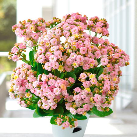 カランコエ「メイリ―ブーケ」【４月下旬より順次】