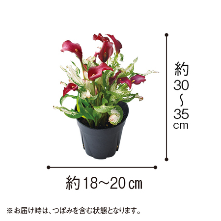 カラー「フローズンクイーン」【３月下旬より順次】