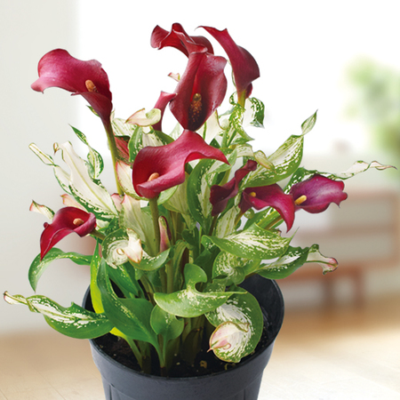 カラー「フローズンクイーン」【３月下旬より順次】