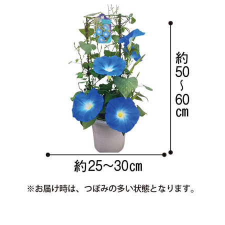 西洋朝顔「ヘブンリーブル―」【６月下旬より順次】