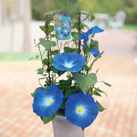 西洋朝顔「ヘブンリーブル―」【６月下旬より順次】