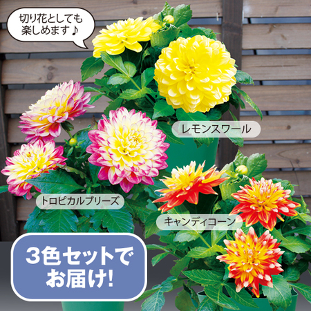 マダムダリア３色セット【５月下旬より順次】