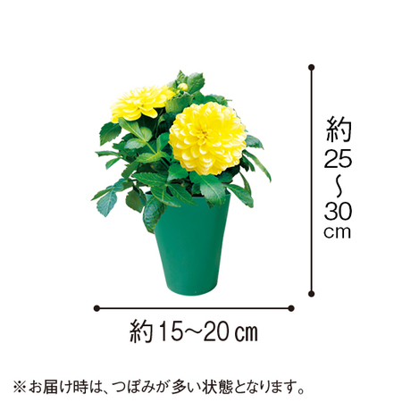 マダムダリア３色セット【５月下旬より順次】