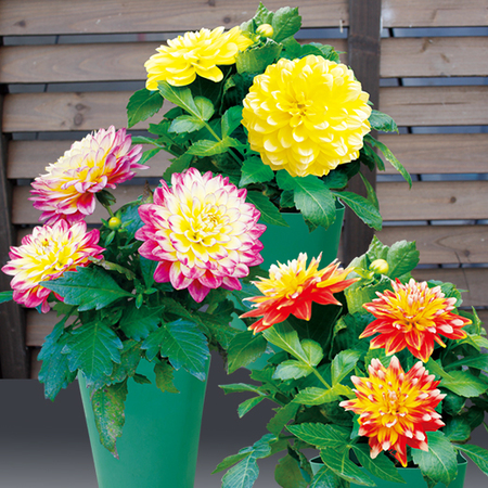 マダムダリア３色セット【５月下旬より順次】