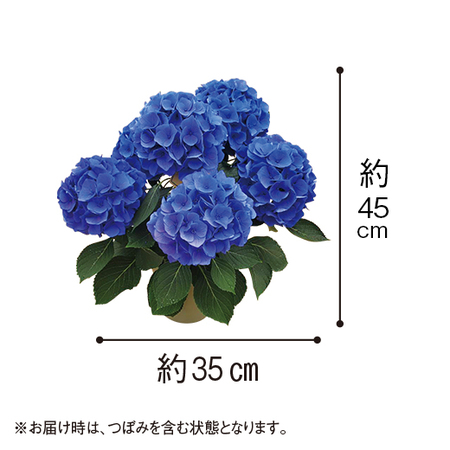 紫陽花「ペルルブルー」【４月下旬より順次】