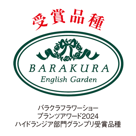 紫陽花「ペルルブルー」【４月下旬より順次】