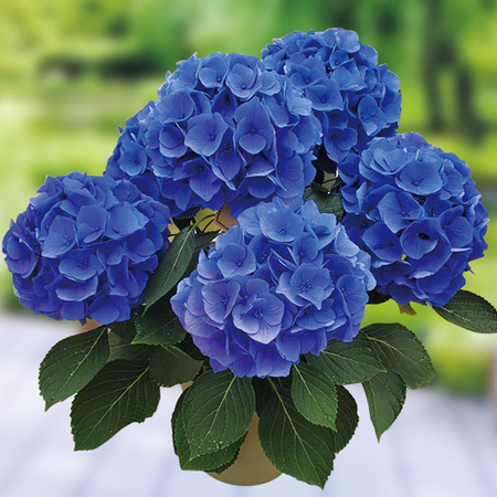 紫陽花「ペルルブルー」【４月下旬より順次】