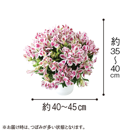 アルストロメリア「ホワイトピンクブラッシュ」【４月中旬より順次】