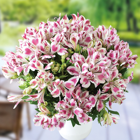 アルストロメリア「ホワイトピンクブラッシュ」【４月中旬より順次】