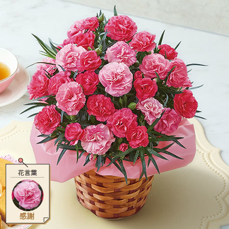 カーネーションさくらもなか【母の日お届け】