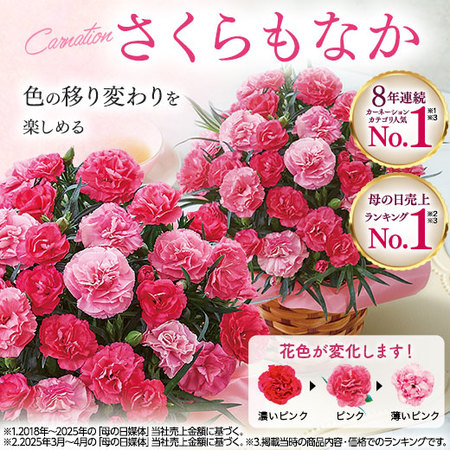 カーネーションさくらもなか＋バウムクーヘンセット【母の日お届け】