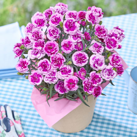 カーネーションオルフィカ【母の日お届け】