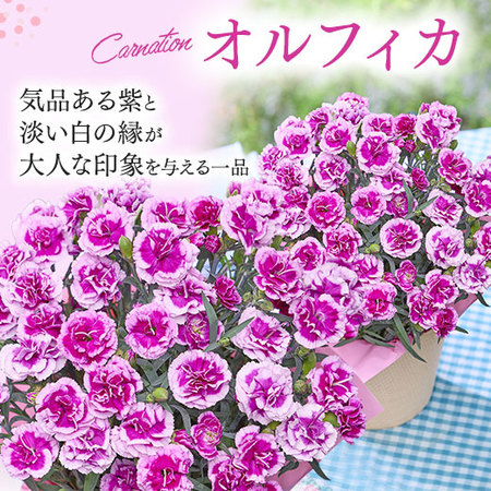 カーネーションオルフィカ＋バウムクーヘンセット【母の日お届け】