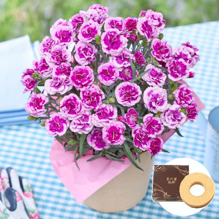 カーネーションオルフィカ＋バウムクーヘンセット【母の日お届け】