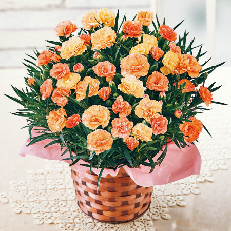 カーネーションフロランタン【母の日お届け】