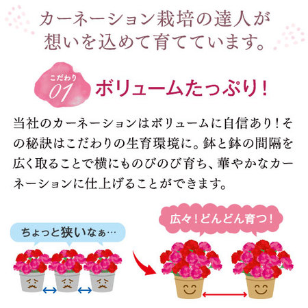 カーネーションティーパーティー【母の日お届け】