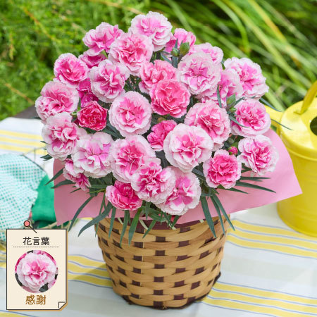 カーネーションティーパーティー【母の日お届け】