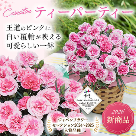 カーネーションティーパーティー＋バウムクーヘンセット【母の日お届け】