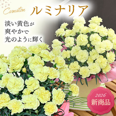 カーネーションルミナリア【母の日お届け】