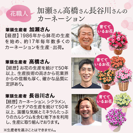 カーネーションルミナリア【母の日お届け】