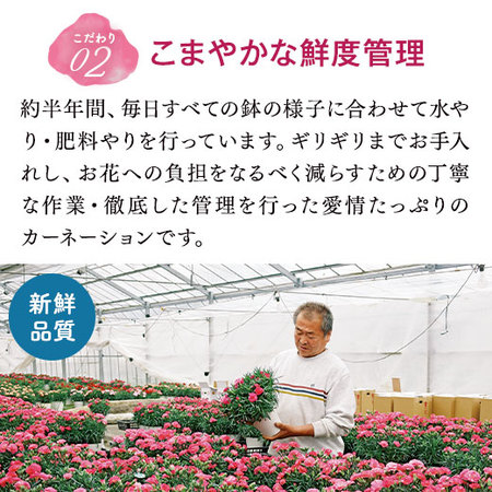 カーネーションルミナリア＋バウムクーヘンセット【母の日お届け】