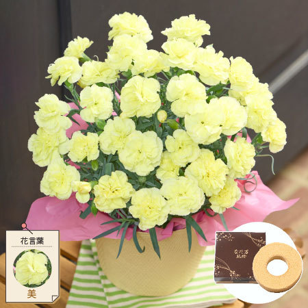 カーネーションルミナリア＋バウムクーヘンセット【母の日お届け】