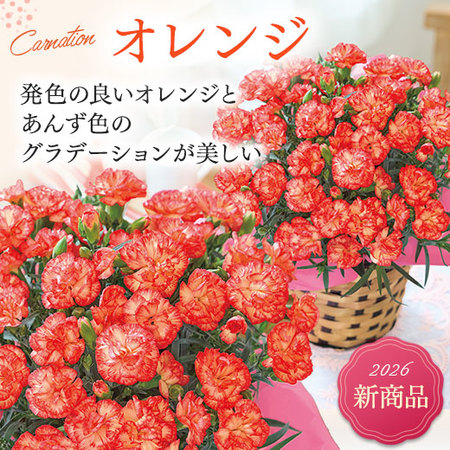 オレンジカーネーション【母の日お届け】