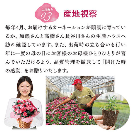 オレンジカーネーション【母の日お届け】