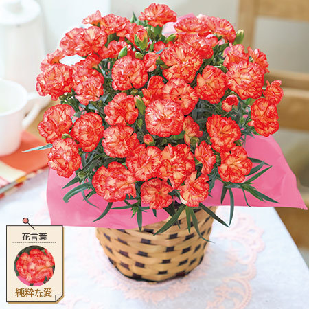 オレンジカーネーション【母の日お届け】