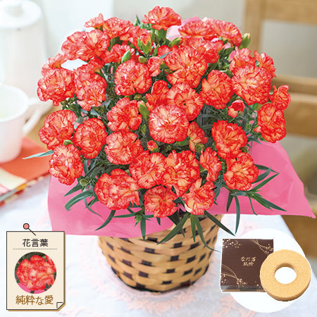 オレンジカーネーション＋バウムクーヘンセット【母の日お届け】