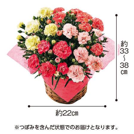 カーネーションサキーネ４色ミックス「しあわせ」【母の日お届け】
