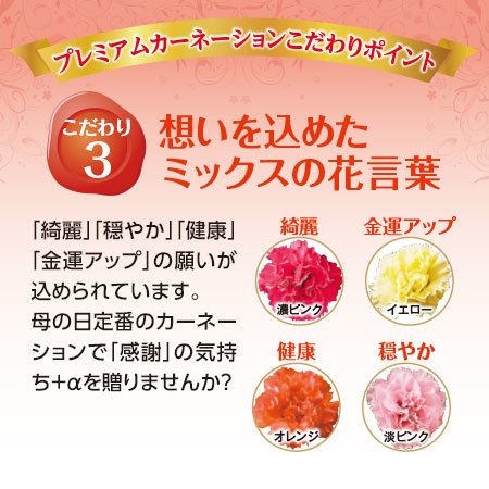 カーネーションサキーネ４色ミックス「しあわせ」【母の日お届け】