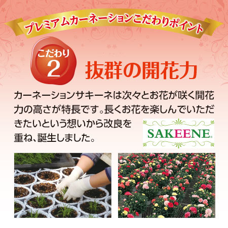 カーネーションサキーネ４色ミックス「しあわせ」＋バウムクーヘンセット【母の日お届け】