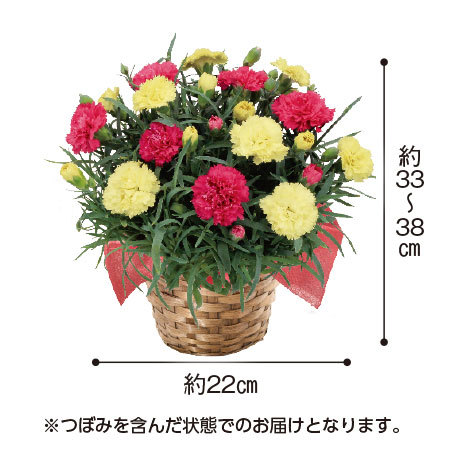 カーネーションサキーネ２色ミックス「すてき」【母の日お届け】