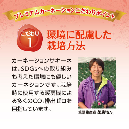 カーネーションサキーネ２色ミックス「すてき」【母の日お届け】