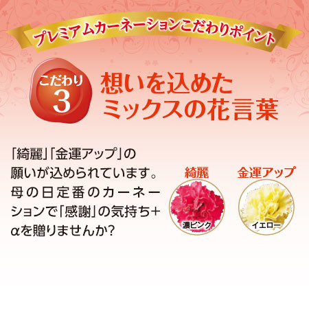 カーネーションサキーネ２色ミックス「すてき」＋バウムクーヘンセット【母の日お届け】