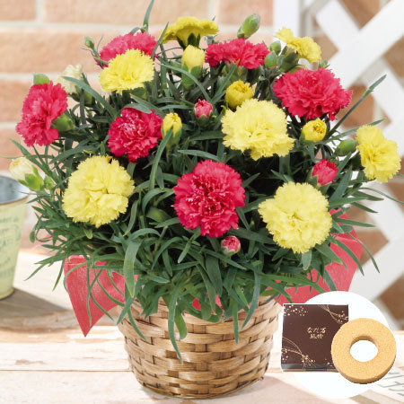 カーネーションサキーネ２色ミックス「すてき」＋バウムクーヘンセット【母の日お届け】