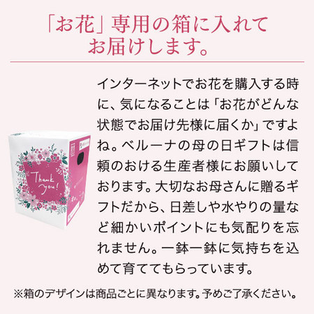 そのまま飾れるカラーブーケ　ピンク【母の日お届け】