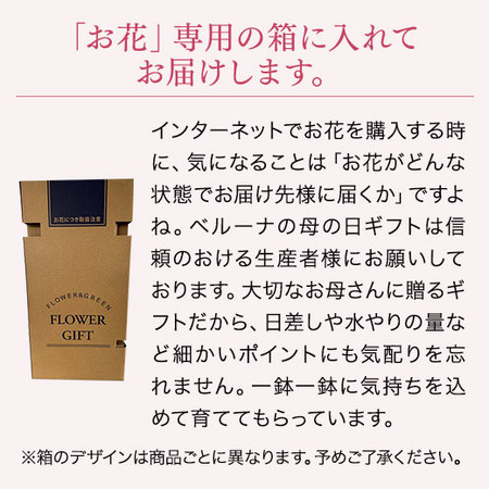 そのまま飾れるカラーブーケ　イエロー＋バウムクーヘンセット【母の日お届け】