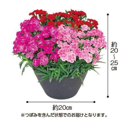 カーネーションスイーツシリーズ３色植え【母の日お届け】