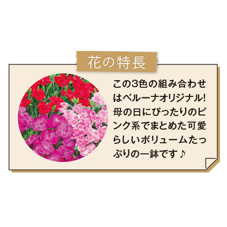 カーネーションスイーツシリーズ３色植え【母の日お届け】