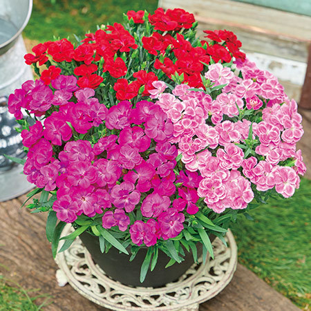 カーネーションスイーツシリーズ３色植え【母の日お届け】