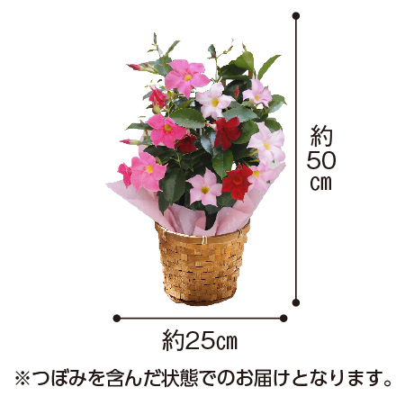 マンデビラ３色植えトレリス仕立て【母の日お届け】