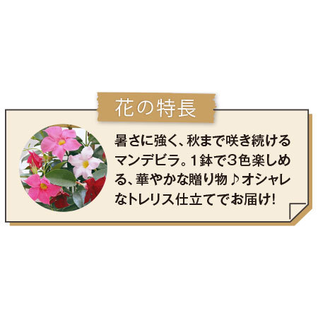 マンデビラ３色植えトレリス仕立て【母の日お届け】