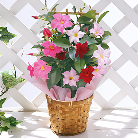 マンデビラ３色植えトレリス仕立て【母の日お届け】