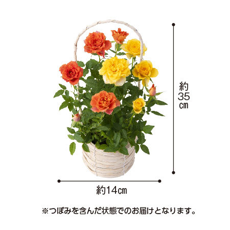 ミニバラ２色植えバスケット＋バウムクーヘンセット【母の日お届け】