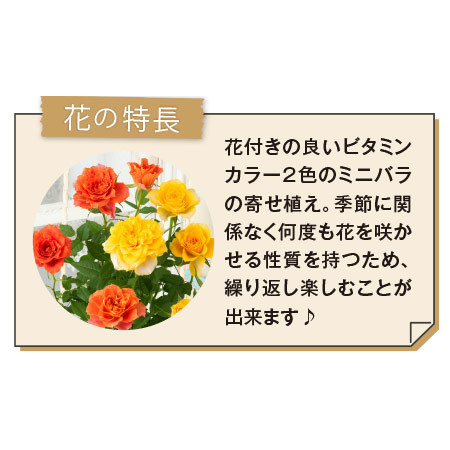 ミニバラ２色植えバスケット＋バウムクーヘンセット【母の日お届け】