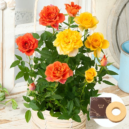 ミニバラ２色植えバスケット＋バウムクーヘンセット【母の日お届け】