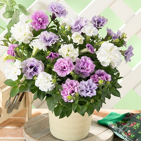 八重咲きペチュニア３色寄せ植え【母の日お届け】