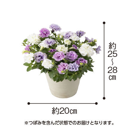 八重咲きペチュニア３色寄せ植え＋バウムクーヘンセット【母の日お届け】